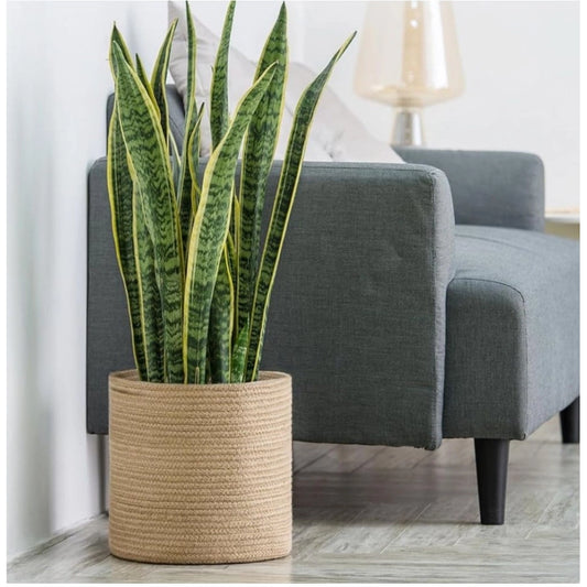 Generic Cotton Large Woven Storage Basket 11x11 Inch Pack of 1 (Beige)